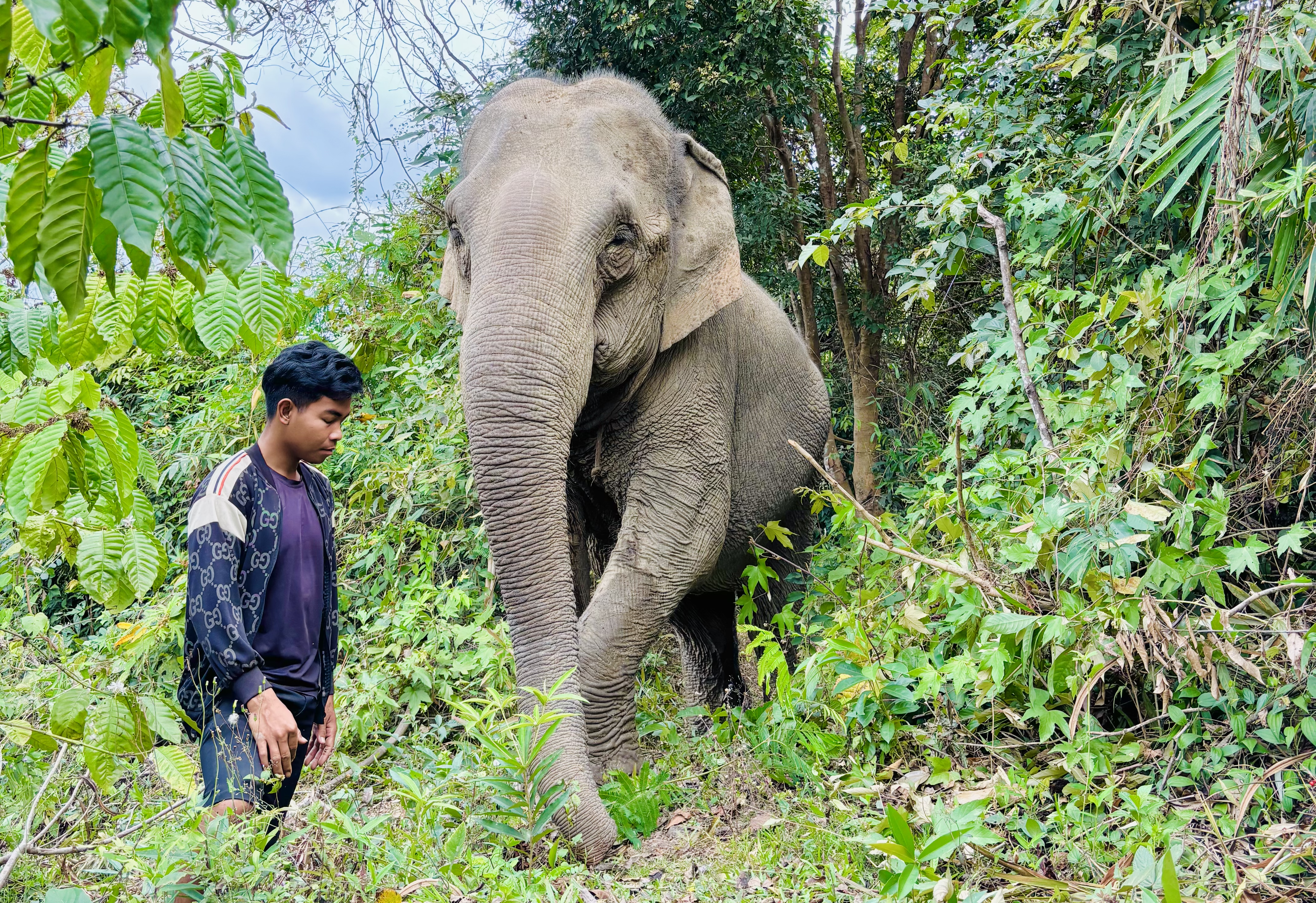 TOUR THEO DẤU CHÂN VOI CẢ NGÀY